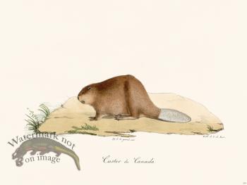 Cuvier 210 Beaver Of Canada